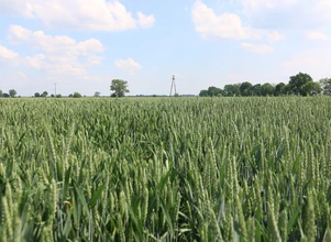Raport USDA: Na świecie w pszenicy wszystko w górę, w UE spadek