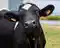 Choroba „szalonych krów” znów w Brazylii? Ministerstwo rolnictwa bada sprawę