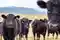 Rosja zbroi się w wołowinę: Miratorg otwiera 3 duże fermy bydła