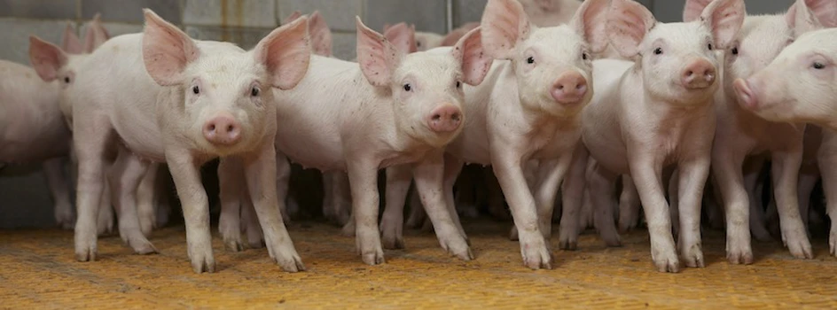 Sejmowy spór o produkcję świń