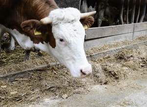 Ceny bydła – byk tanieje coraz bardziej