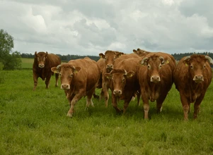 Ceny bydła – nadal rosną, a żywca brakuje
