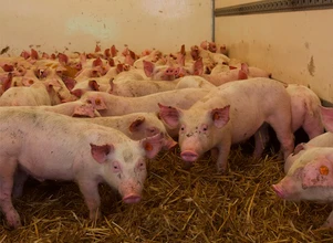 Chińska produkcja świń na granicy opłacalności? Ceny mówią same za siebie
