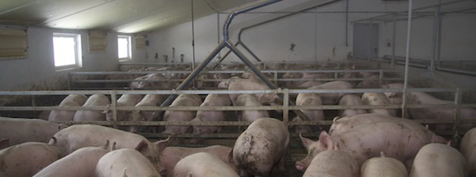Skup świń: Ceny niestety tąpnęły