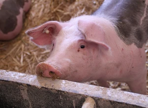 Amerykanie dopuszczają modyfikację genetyczną świń. Po co?