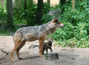 Będzie regulacja rosnącej populacji wilka?