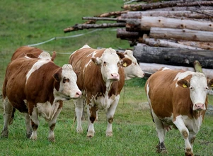 Gospodarstwa powyżej 50 szt. bydła - otrzymają płatności do zwierząt?