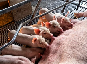 Ile jest świń w Polsce? Dane GUS są alarmujące!