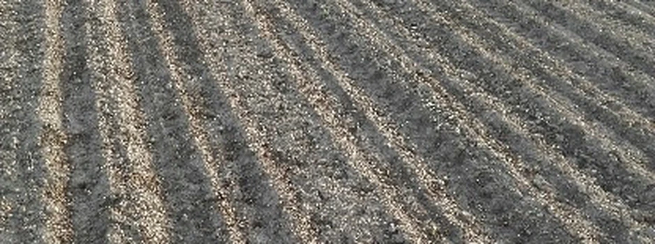 Łódzkie: 44 żurawie zniszczyły rolnikowi 10 ha kukurydzy!