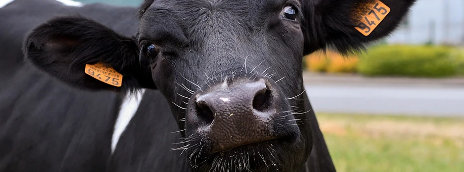 Choroba „szalonych krów” znów w Brazylii? Ministerstwo rolnictwa bada sprawę