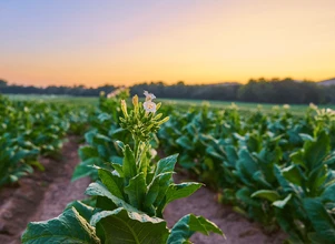 Rosnące koszty produkcji i niskie dochody: problemy plantatorów tytoniu