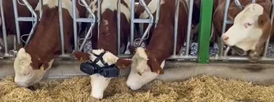 Krowy oglądające łąkę w wirtualnej rzeczywistości dają więcej mleka?