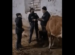 „Proszę gospodarzu stąd wyjść!”: tak organizacja prozwierzęca odbierała krowę rolnikowi
