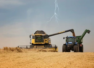 Raport USDA: kolejna korekta zbiorów pszenicy