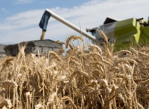 Raport USDA: światowe zapasy pszenicy najniższe od 5-ciu sezonów!