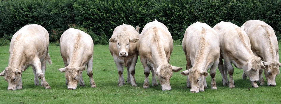 Ceny bydła – już niedaleko do 20 zł/kg wbc