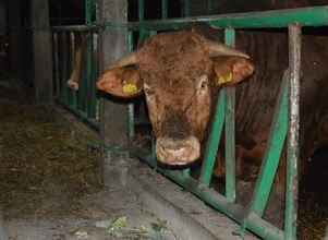 Ceny bydła: byki poszukiwane, obniżki niewskazane