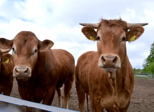 Ceny bydła – lekki spadek stawek za byki, wzrost w przypadku jałówek