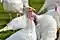 20 tys. ptaków hodowlanych „do odstrzału” - grypa w Wielkopolsce i na Warmii i Mazurach