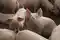 Powrót pożyczek dla hodowców świń ze stref ASF