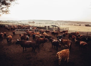 Rekordowy eksport wołowiny z USA przekroczył 10 mld dolarów
