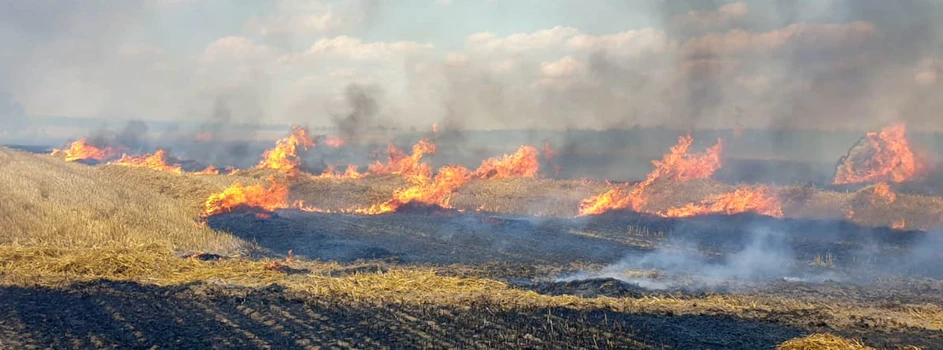 Rolnicy drżą a ogień trawi kolejne hektary - strażacy z Wielkopolski mają pełne ręce roboty