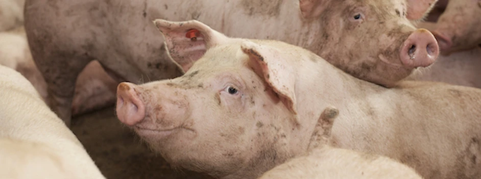 Skup świń: Kolejna podwyżka cen tuczników
