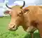 Mniejsze uboje bydła w Unii Europejskiej