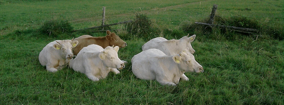 Reaktywacja hodowli bydła mięsnego na Dolnym Śląsku – poprawa opłacalności produkcji