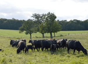 Ceny bydła – rynek staje się nasycony