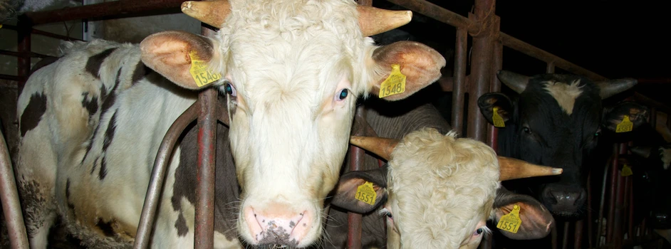 Ceny bydła – nadal spadają, podwyżek nie widać