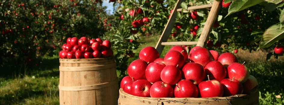 Co czeka sadowników w sezonie jabłkowym?