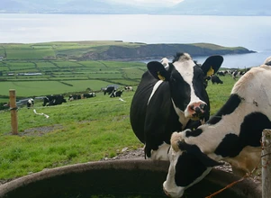 Irlandia: spadek dochodowości produkcji mleka