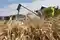 Raport USDA: światowe zapasy pszenicy najniższe od 5-ciu sezonów!