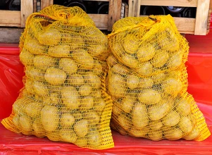 Dramat rolników. Sprzedają ziemniaki po 30 gr/kg, a rząd chce im pomóc… kredytem