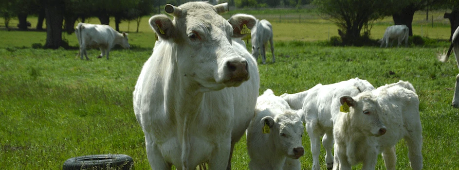 Ceny bydła – stabilizacja stawek za byki i jałówki, a krowy?
