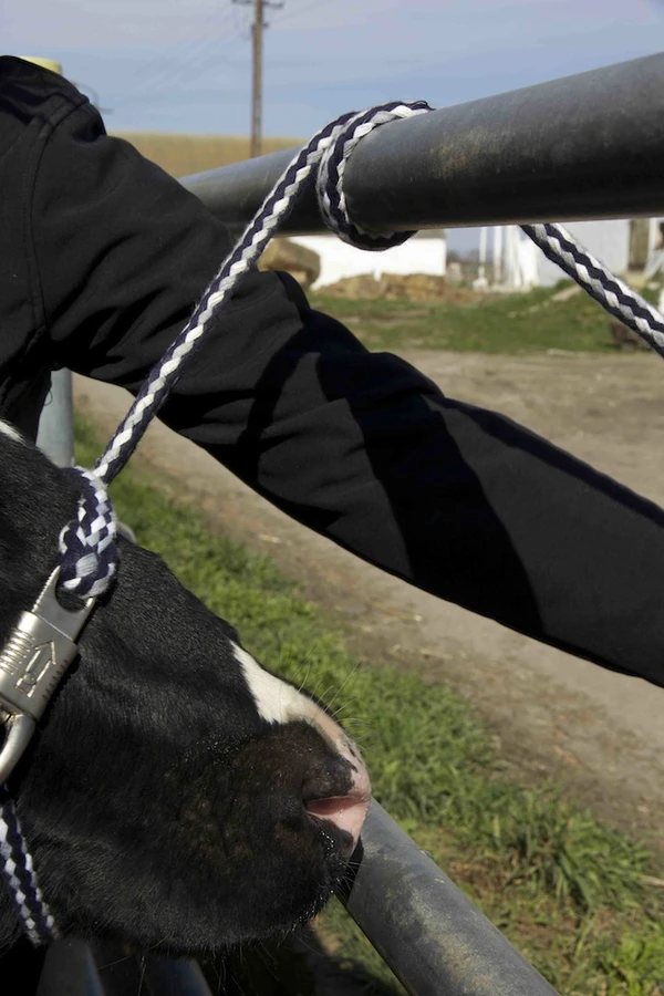 Bezpieczny węzeł dla bydła: uwolnieniu wiązania.