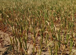 Rośnie deficyt wody w glebie i skala suszy rolniczej