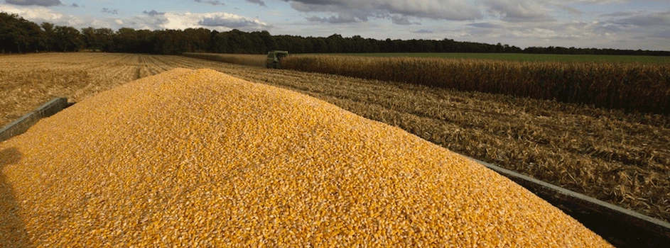 3 kroki do wysokich plonów kukurydzy – grudniowa konferencja Agrosimex online