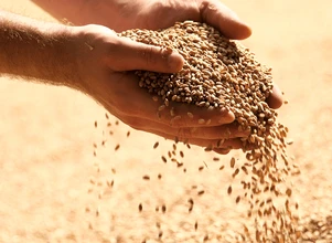 Ceny zbóż będą wysokie. Czy grozi nam ograniczenie eksportu?