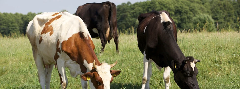 Produkcja mleka: koncentracja stad rośnie, ale wolno