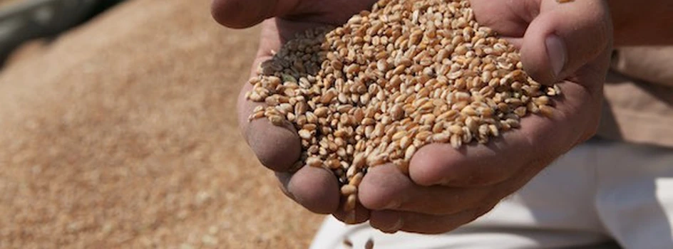 Rynek zbóż: na świecie dzieje się więcej niż w kraju