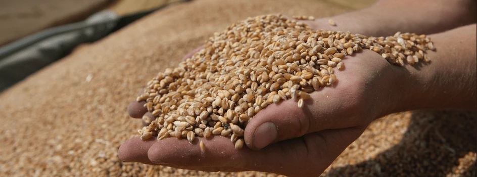 Wyższe zbiory pszenicy i ceny skupu zbóż. Zdrożeją także: pieczywo, makarony i kasze