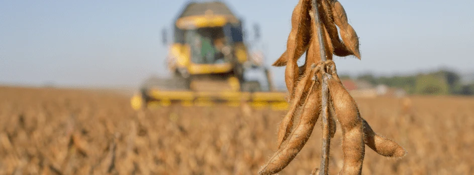 Rosnące prognozy produkcji soi ograniczają wzrost cen