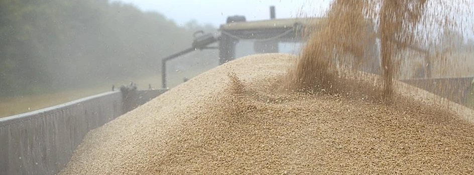 Rynek zbóż: ceny lekko w dół