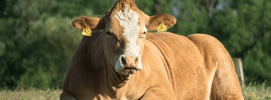 Ceny bydła – stabilizacja stawek na wysokim poziomie?
