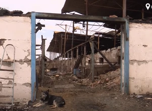 Ukraińska produkcja zwierzęca cierpi z powodu wojny