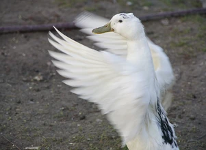 Grypa ptaków – wirus zaatakował w województwie łódzkim, śląskim i wielkopolskim