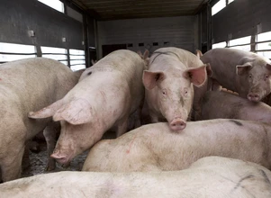ASF i Bioasekuracja – pogłowie świń spadnie o 1,5 mln sztuk!