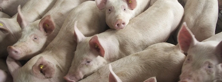 Rynek świń: bezustanne obniżki